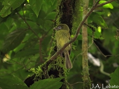 Rhynchocyclus brevirostris