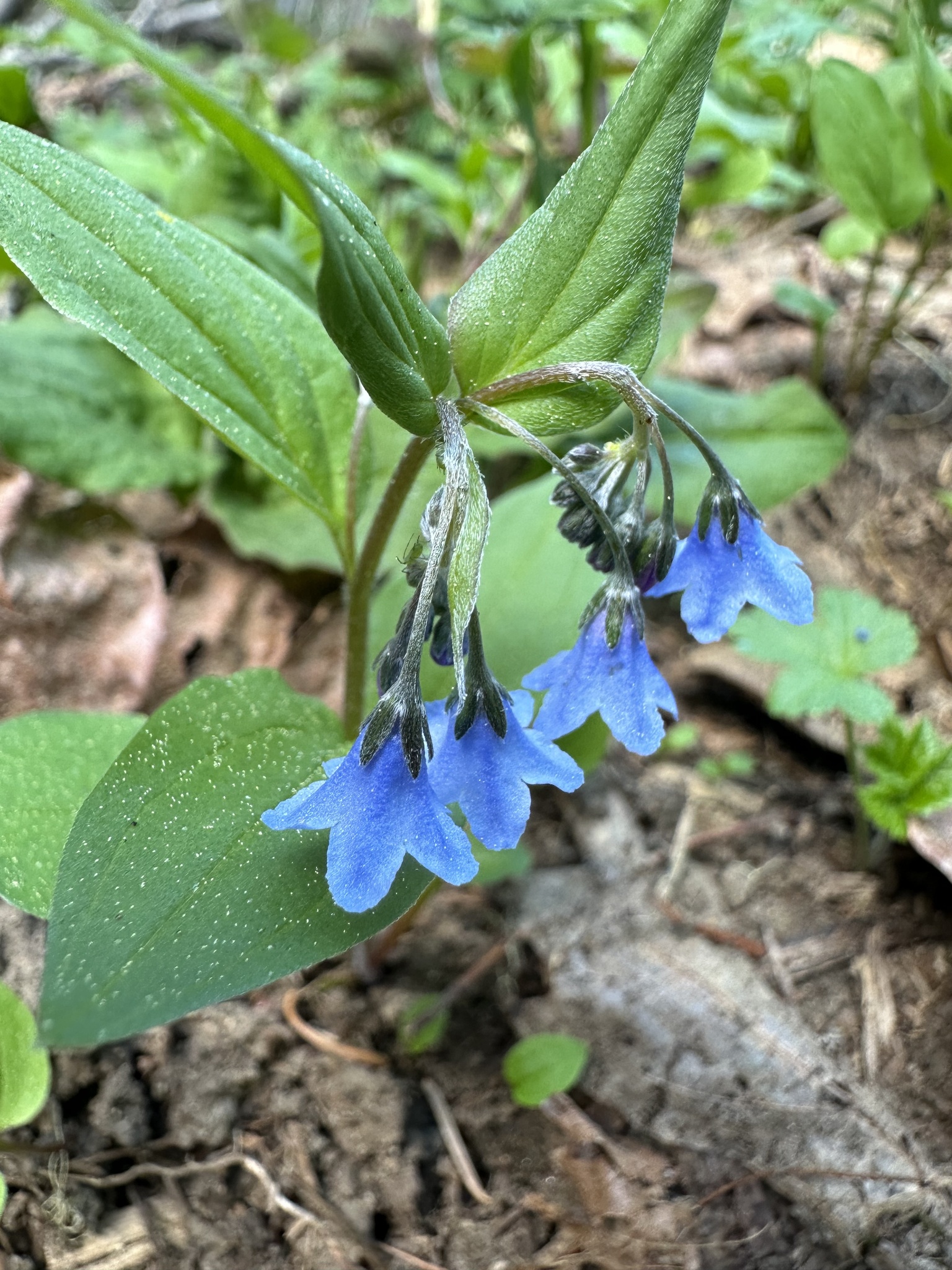 Imagem de Mertensia bella