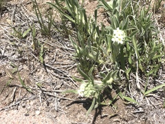 Cryptantha crassisepala