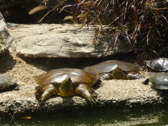 Apalone spinifera