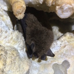 Myotis chiloensis