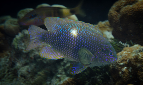 Whitespot gregory (Dischistodus pseudochrysopoecilus) — Pomacentridae