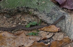Dasypeltis fasciata