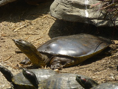 Apalone spinifera