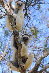 Propithecus verreauxi