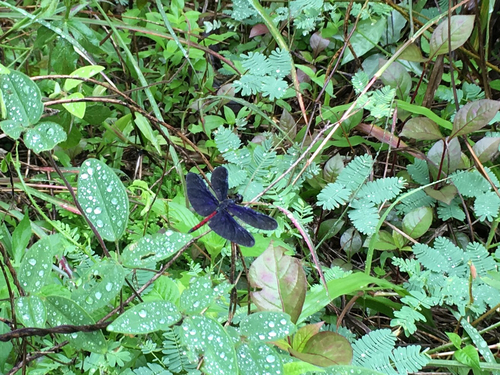 Red-tailed Blackwing