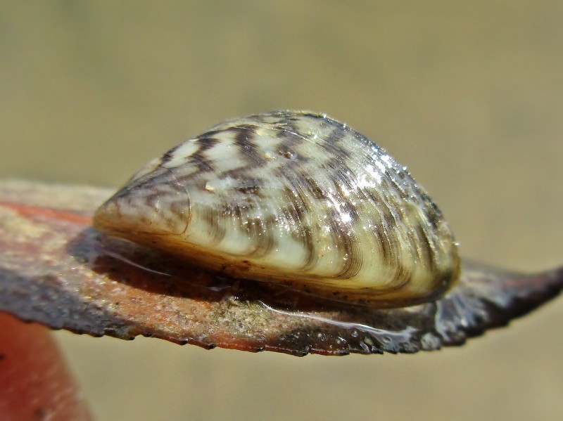 Photo of a Zebra Mussel