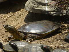 Apalone spinifera