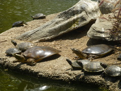 Apalone spinifera