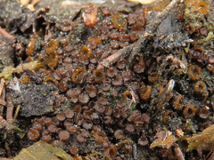 Ascobolus carbonarius