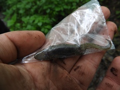 Desmognathus kanawha