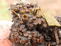 Ascobolus carbonarius