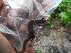 Desmognathus kanawha