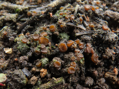 Ascobolus carbonarius