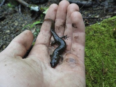 Desmognathus kanawha