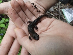 Desmognathus kanawha