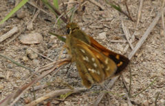 Hesperia comma laurentina