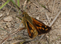 Hesperia comma laurentina