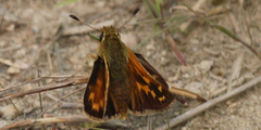Hesperia comma laurentina