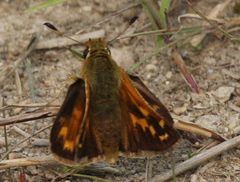 Hesperia comma laurentina