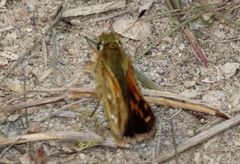 Hesperia comma laurentina