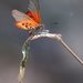 Acraea lia - Photo (c) lemurtaquin,  זכויות יוצרים חלקיות (CC BY-NC), הועלה על ידי lemurtaquin