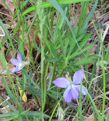 Image of Viola pedatifida by (c) Marilynn Miller, some rights reserved (CC BY)