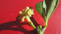 Eumachia chaenotricha