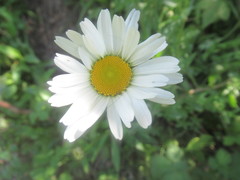 Leucanthemum vulgare