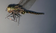 Gomphaeschna furcillata