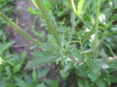 Leucanthemum vulgare
