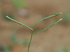 Paspalum orbiculare