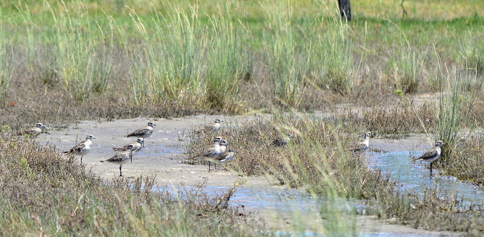American Golden Plover
