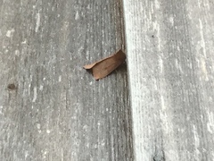 Orthosia transparens