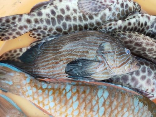 Bluelined coral grouper (Cephalopholis formosa) — Serranidae — 3