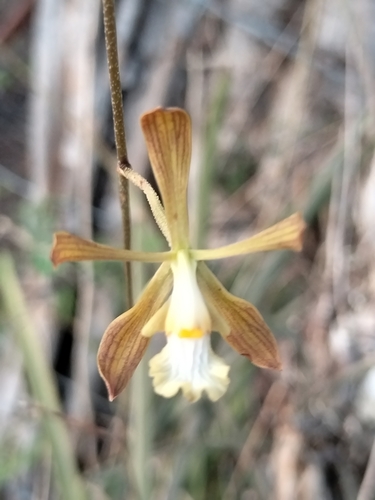 Encyclia adenocarpos, photograph 3
