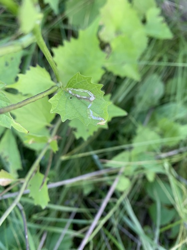 Cabbage leafminer photo 6