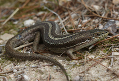 Heremites vittatus