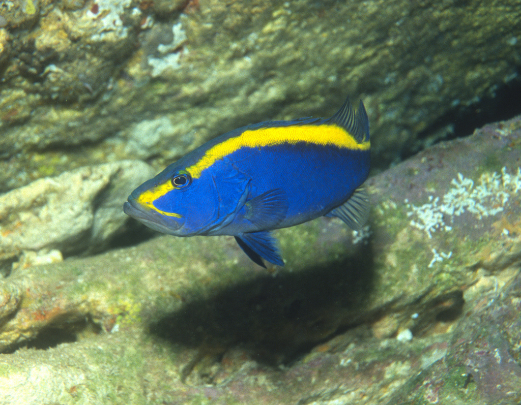 Goldribbon soapfish (Aulacocephalus temminckii) — Serranidae