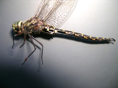 Gomphaeschna furcillata