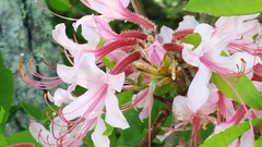 Rhododendron periclymenoides