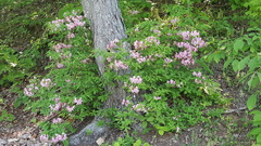 Rhododendron periclymenoides