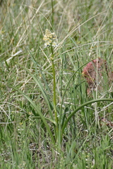 Toxicoscordion paniculatum