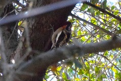 Sphyrapicus ruber × nuchalis