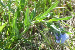Mertensia lanceolata