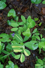 Uvularia sessilifolia