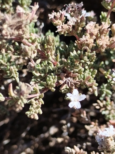 Image of Frankenia palmeri by no rights reserved
