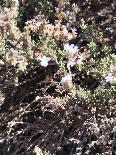 Image of Frankenia palmeri by no rights reserved