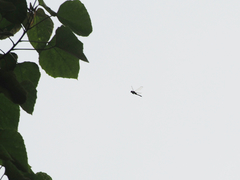Tramea transmarina euryale
