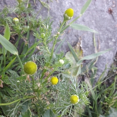 Matricaria discoidea